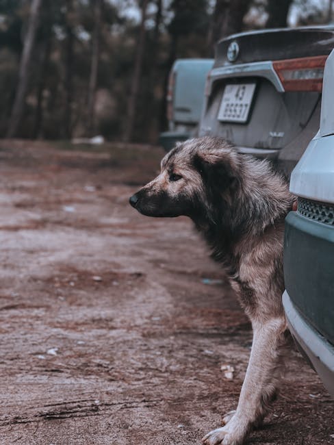 How to Locate Local Pet Transportation Services