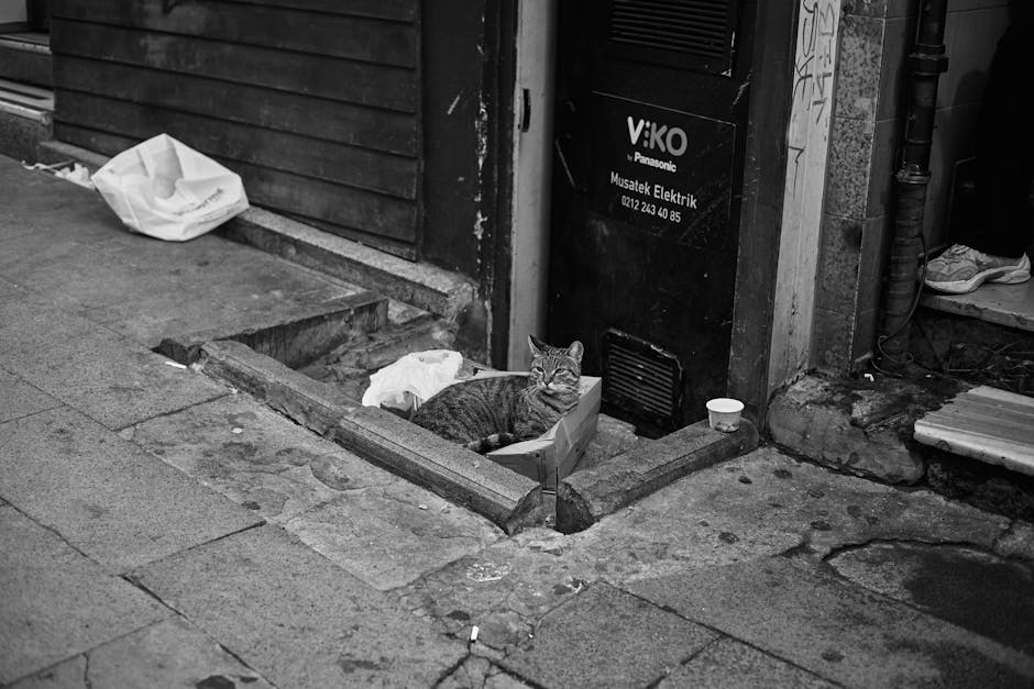 How to Find Local Pet Insurance Agents