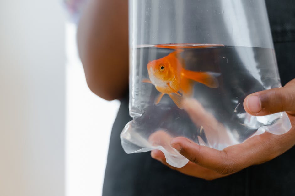 How to Pick Local Aquatic Pet Care Specialists